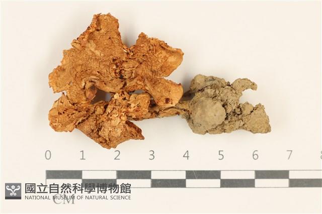 登錄號:F0037220藏品圖，第1張