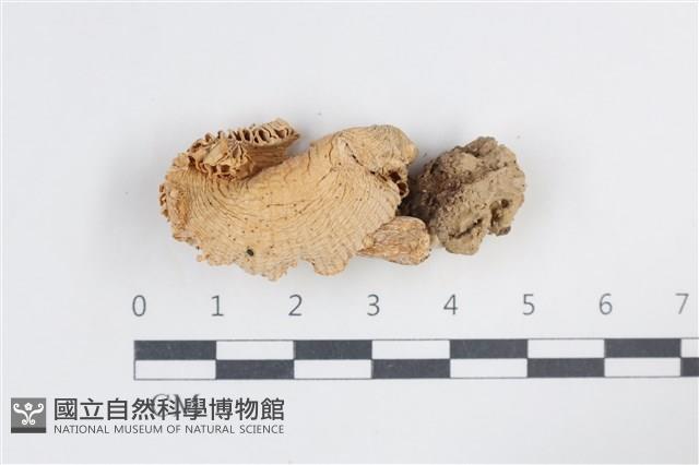 登錄號:F0038820藏品圖，第1張