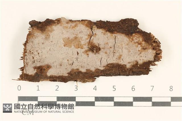 登錄號:F0036820藏品圖，第1張
