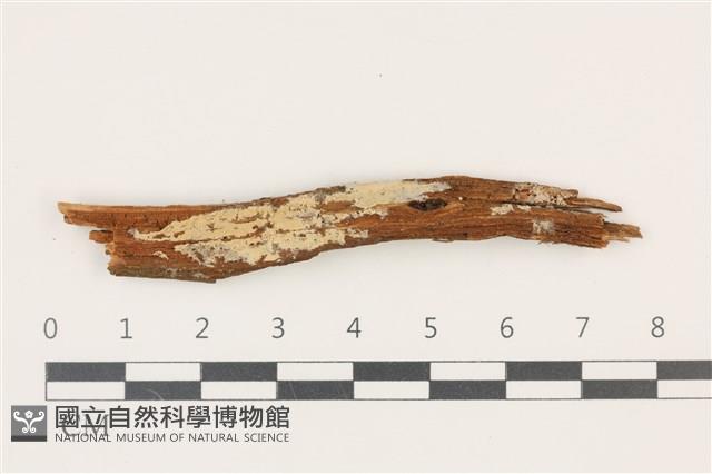 登錄號:F0017820藏品圖，第1張