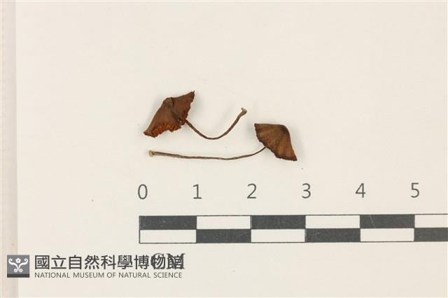 登錄號:F0037820藏品圖，第1張