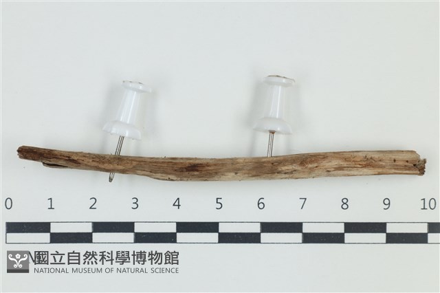 登錄號:F0038920藏品圖，第1張