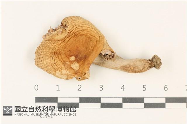 紅菇屬藏品圖，第1張