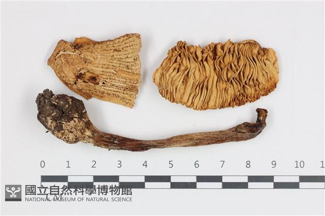 鵝膏屬藏品圖，第1張