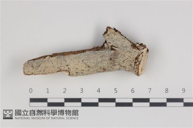 刺皮菌屬藏品圖，第1張