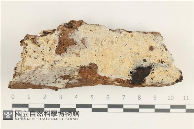 登錄號:F0038420藏品圖，第1張