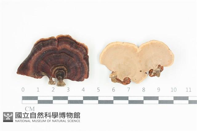 相鄰小孔菌藏品圖，第1張