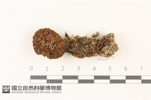 登錄號:F0037420藏品圖，第1張