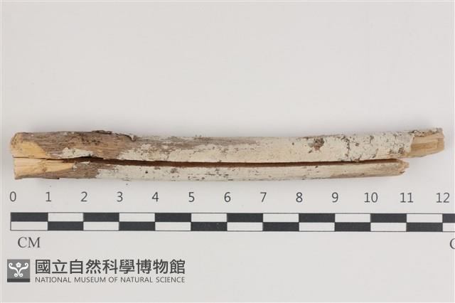 登錄號:F0035420藏品圖，第1張