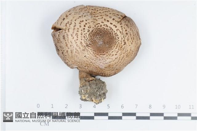 登錄號:F0038720藏品圖，第1張