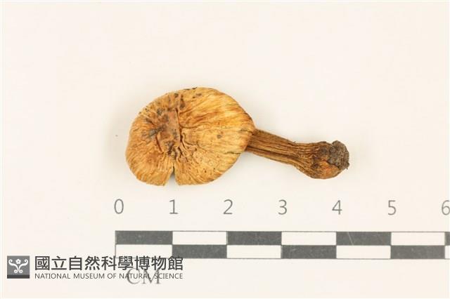 登錄號:F0036720藏品圖，第1張
