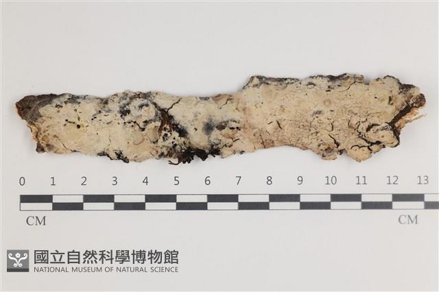 剛毛絲皮菌藏品圖，第1張