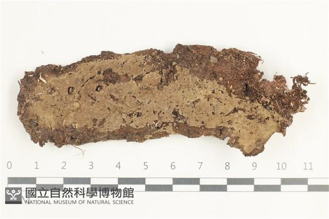 Accession Number:F0038520 Collection Image, Figure 1, Total 2 Figures