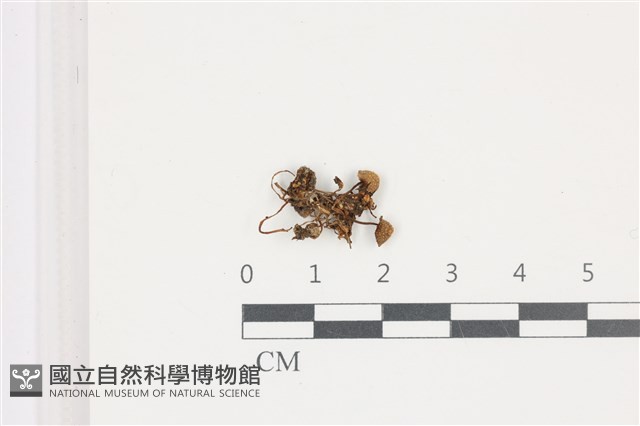 鬼傘屬藏品圖，第1張