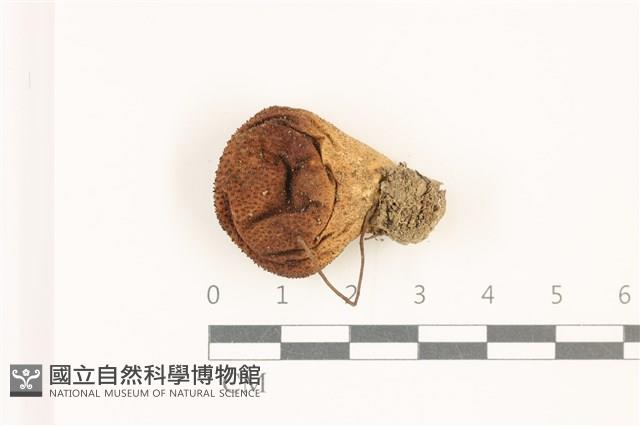 登錄號:F0037520藏品圖，第1張