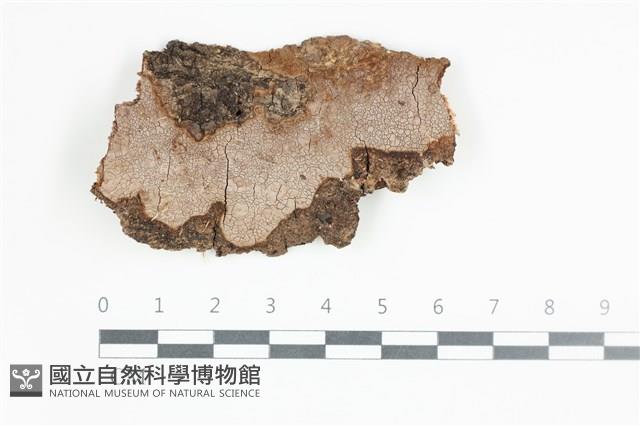 刺革菌屬藏品圖，第1張