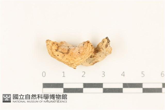 登錄號:F0037120藏品圖，第1張
