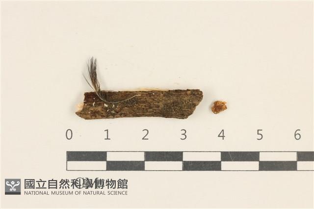 小皮傘屬藏品圖，第1張