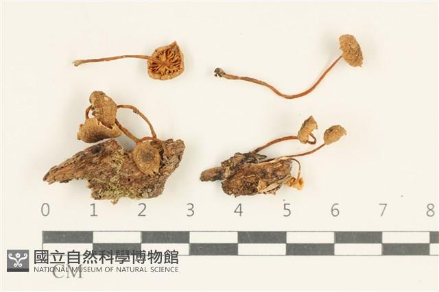 登錄號:F0038020藏品圖，第1張