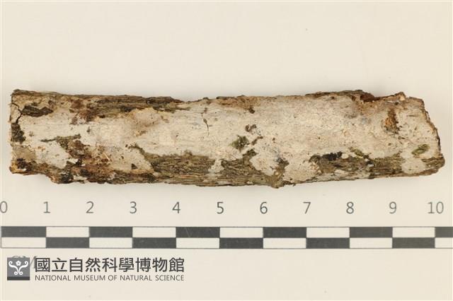 刺皮菌屬藏品圖，第1張