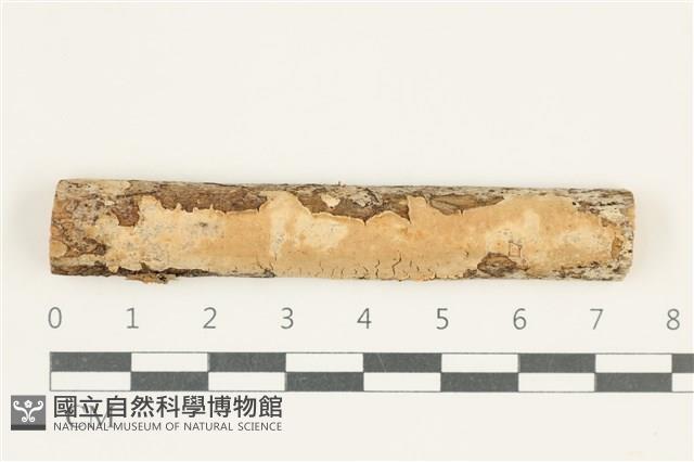 登錄號:F0038320藏品圖，第1張
