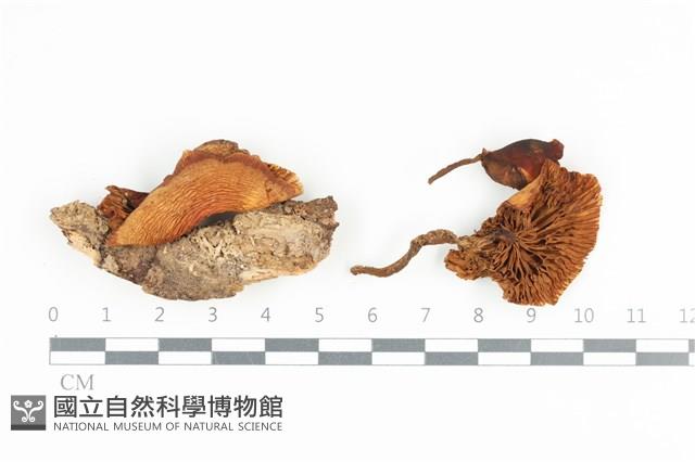 登錄號:F0036320藏品圖，第1張