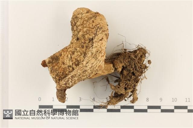 登錄號:F0037320藏品圖，第1張
