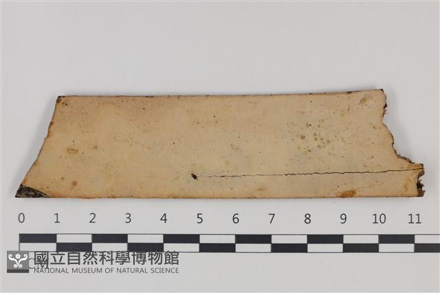 登錄號:F0035320藏品圖，第1張