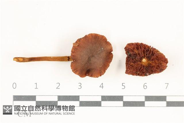 登錄號:F0038200藏品圖，第1張