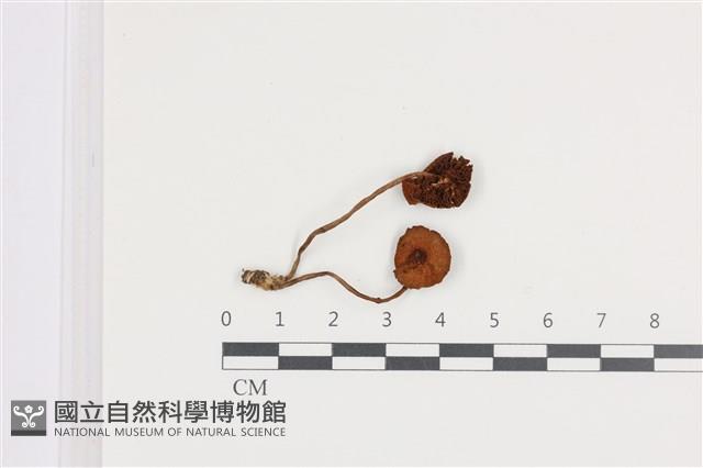 登錄號:F0036200藏品圖，第1張