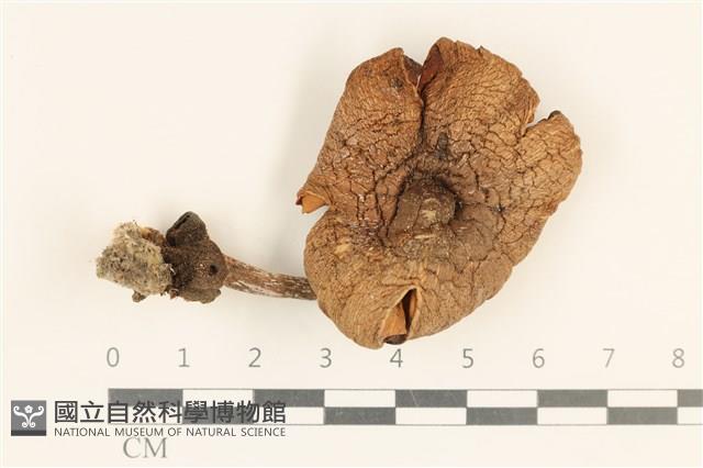 登錄號:F0037200藏品圖，第1張