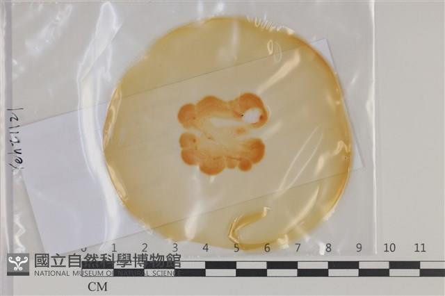 登錄號:F0035200藏品圖，第1張