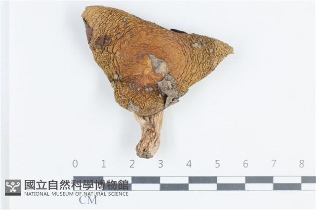 登錄號:F0038800藏品圖，第1張