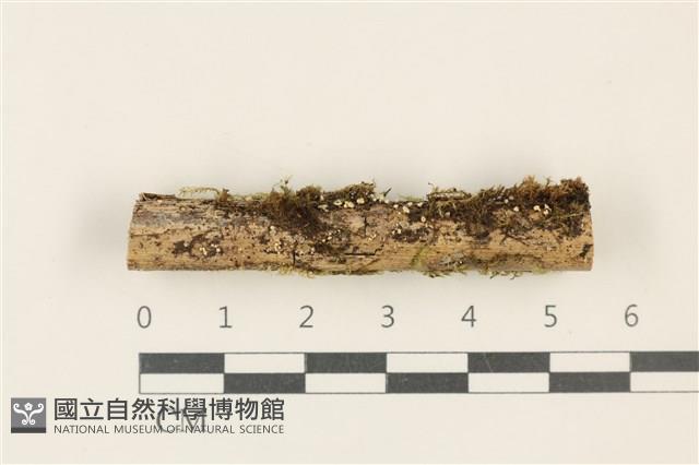 館號:F0037800藏品圖，第1張