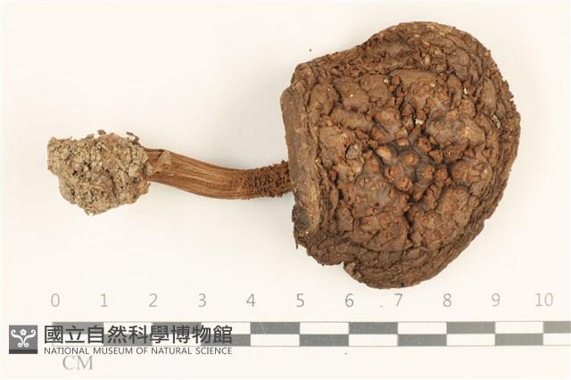 登錄號:F0036900藏品圖，第1張