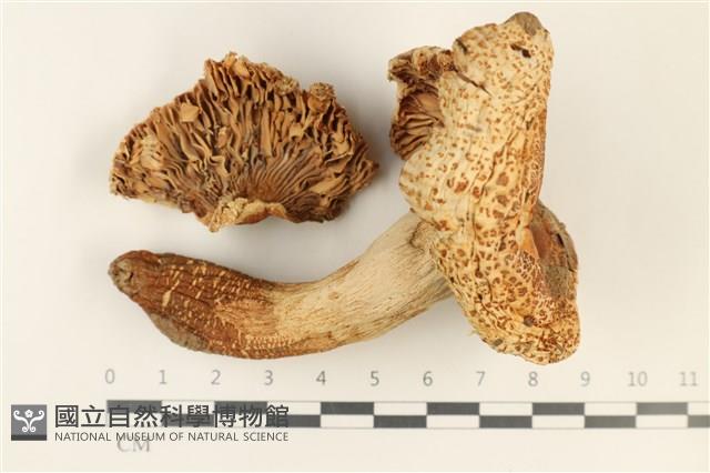 登錄號:F0037900藏品圖，第1張
