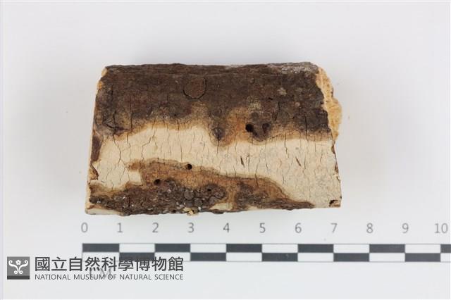 登錄號:F0035900藏品圖，第1張