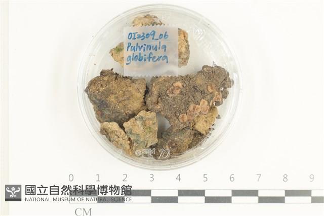 登錄號:F0038600藏品圖，第1張