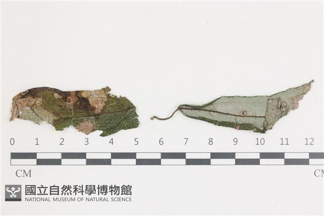 登錄號:F0036600藏品圖，第1張