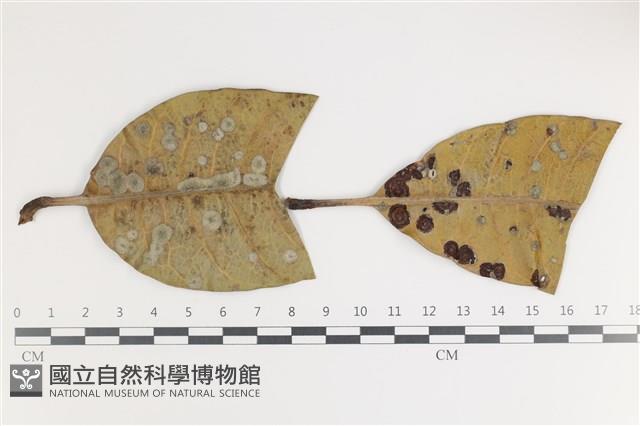 登錄號:F0035600藏品圖，第1張