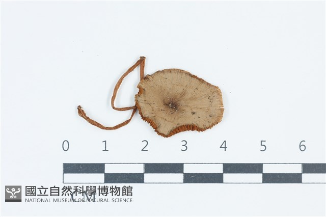 登錄號:F0039600藏品圖，第1張