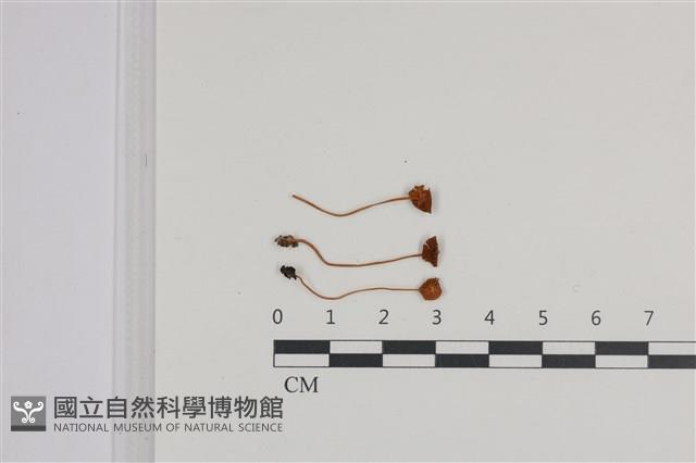 登錄號:F0036400藏品圖，第1張