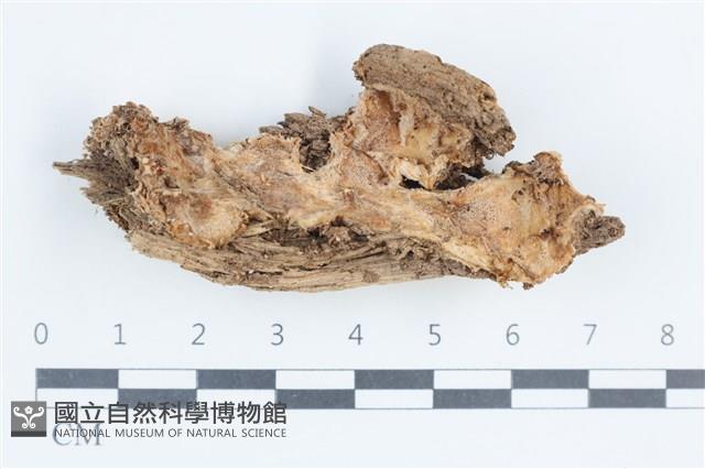 登錄號:F0038700藏品圖，第1張