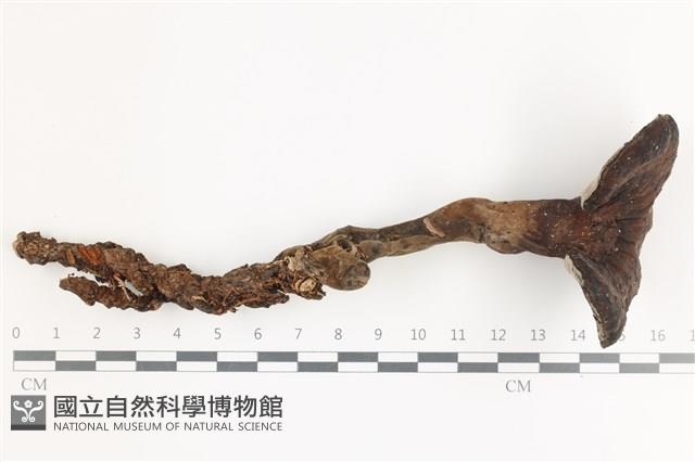 登錄號:F0036700藏品圖，第1張