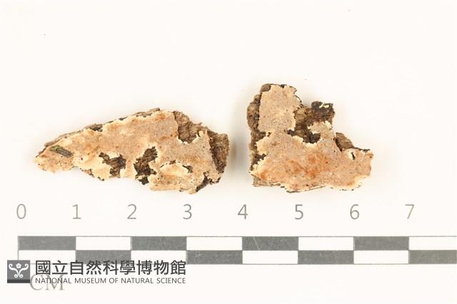 登錄號:F0017700藏品圖，第1張