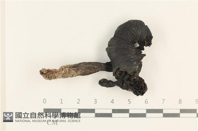 登錄號:F0037700藏品圖，第1張