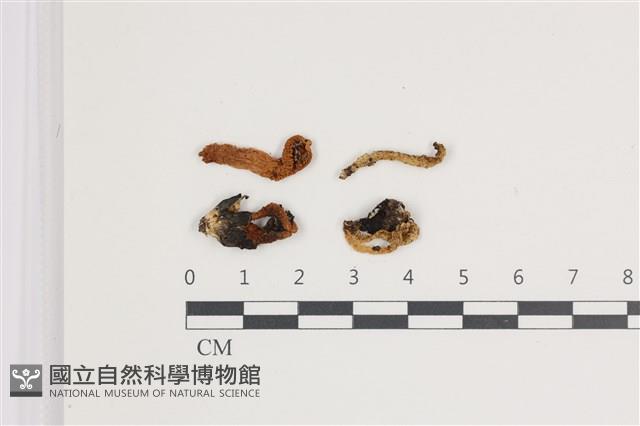 登錄號:F0035700藏品圖，第1張