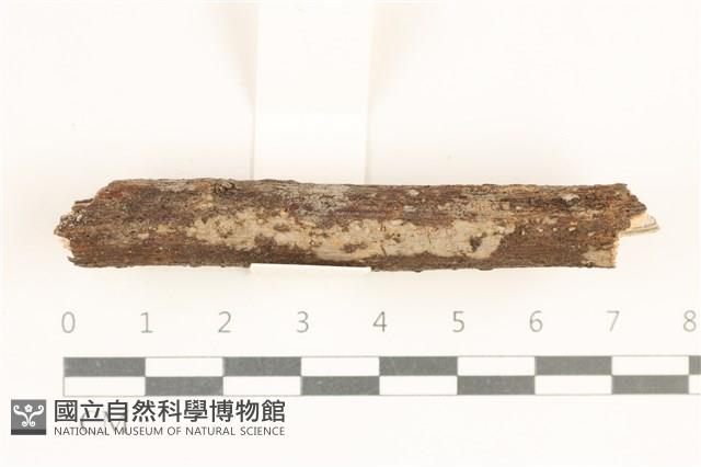 登錄號:F0038500藏品圖，第1張