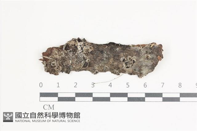 登錄號:F0035500藏品圖，第1張