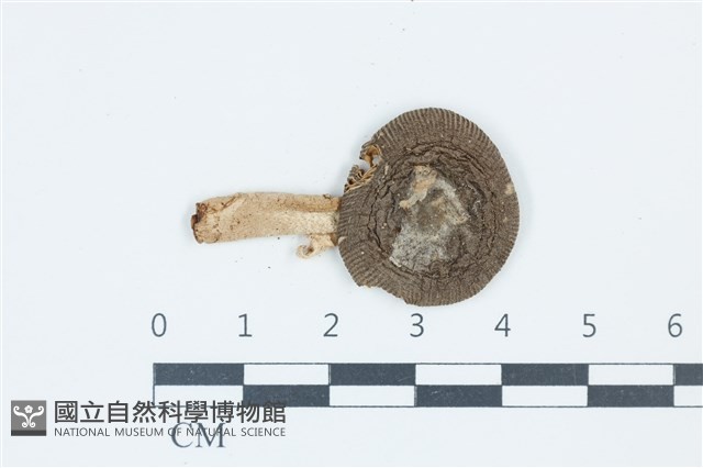 登錄號:F0039500藏品圖，第1張